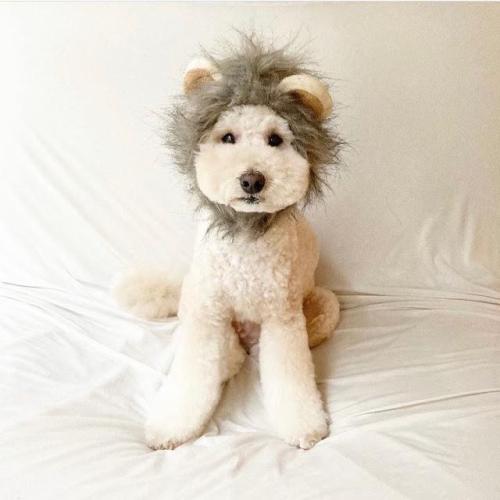 立髪を付けた犬