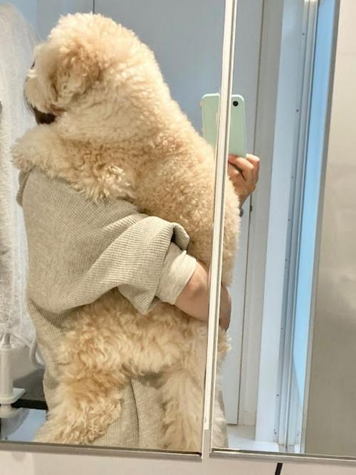 抱っこされる犬