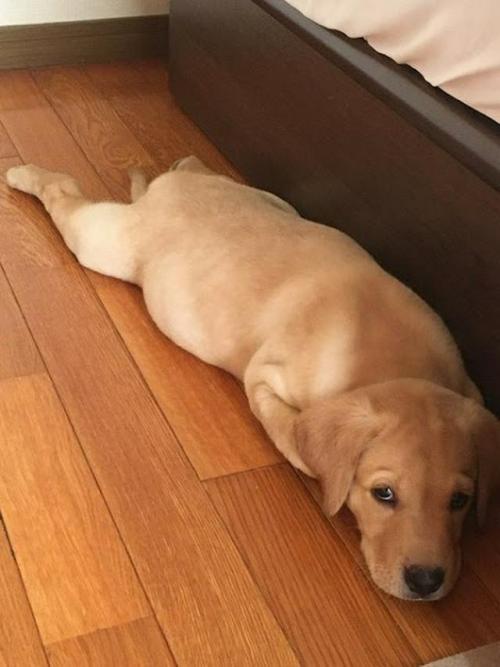 犬　寝る