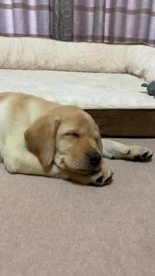 犬　寝る