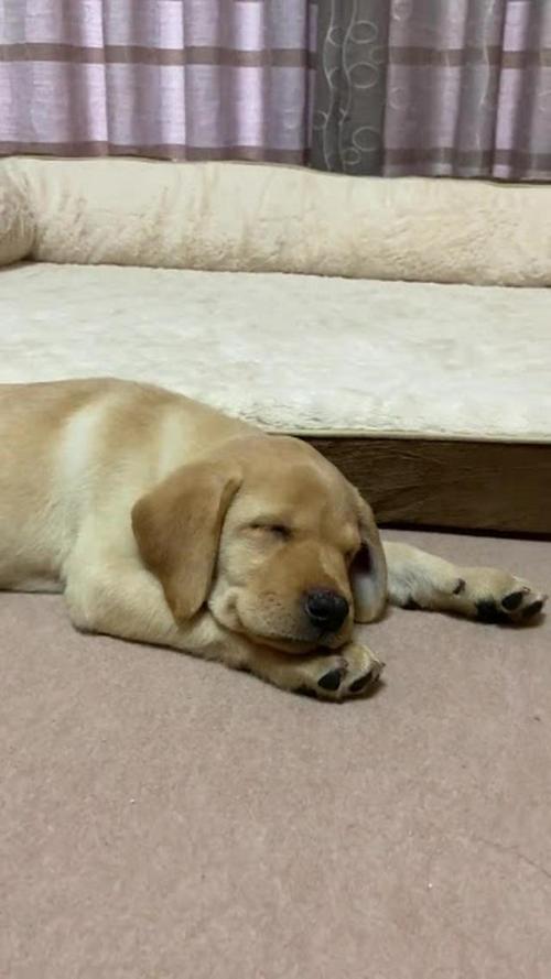 犬　寝る