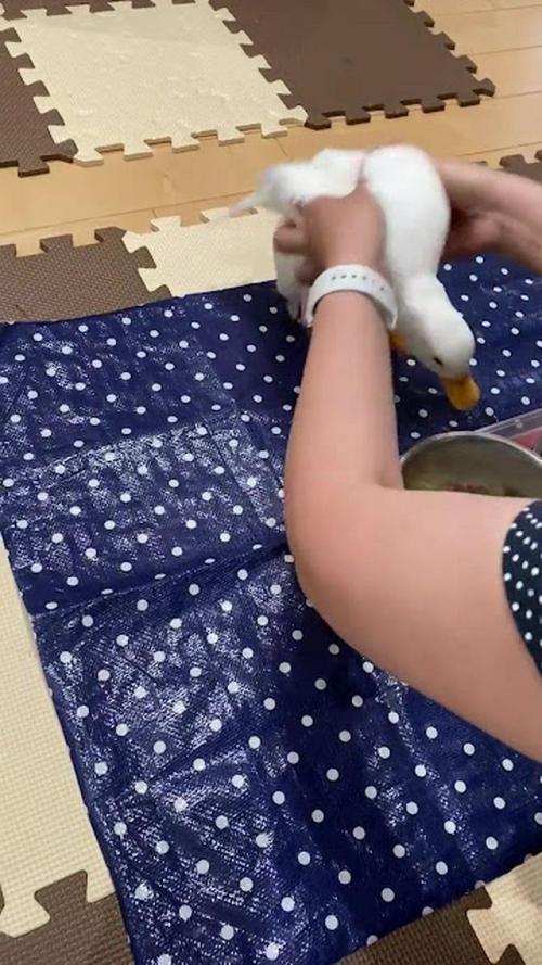 アヒル 走る