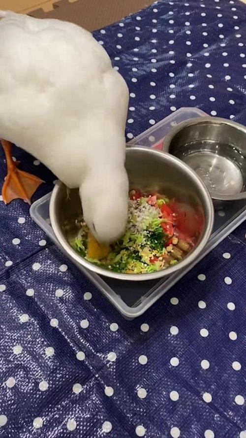 アヒル 走る