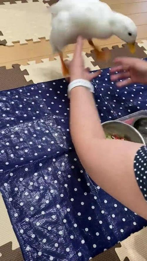 アヒル 走る