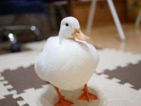250万回再生の大反響！大好きなご飯を前に興奮が止まらないアヒルさんが面白いと話題