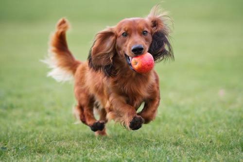 りんごをくわえて走る犬