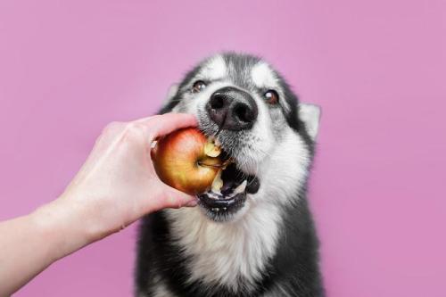りんごをかじる犬