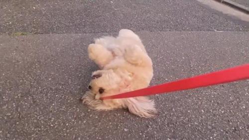 犬 嫌がる