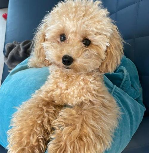 犬 見る