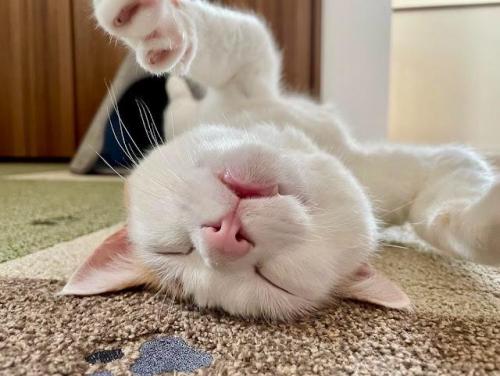 猫　アップ　寝ている