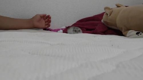 ハムスター　走る
