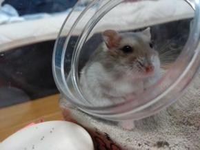 190万回再生の大反響！チョロＱのように超特急で突進するハムちゃんに大興奮♪