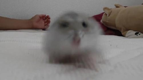 ハムスター　走る