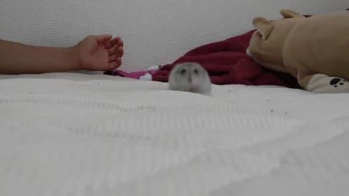 ハムスター　走る