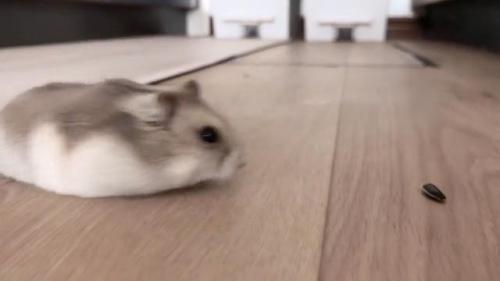 ハムスター　歩く