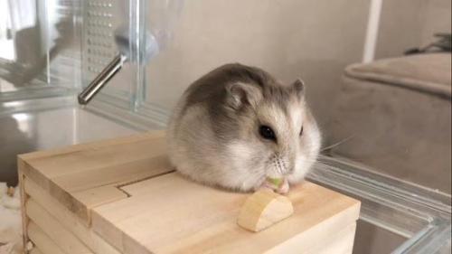 ハムスター　食事