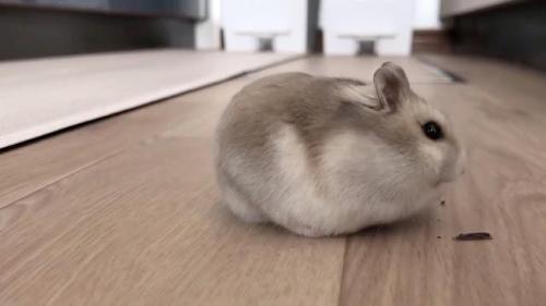 ハムスター　食事