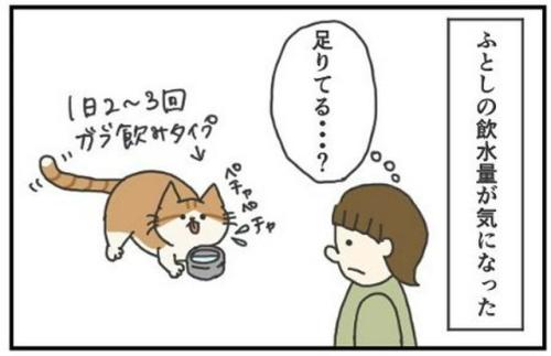 猫　飲水量