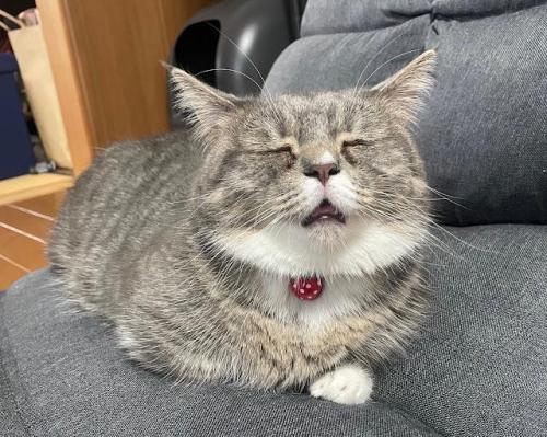 猫 うたた寝