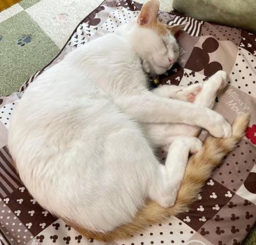 猫　座布団の上　寝ている