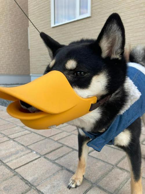 犬 口輪