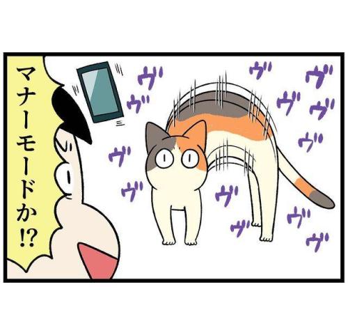 猫　伸び