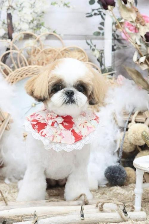 犬　お座り