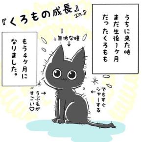 【漫画】第55話：大きくなっても可愛い♡スリッパに手を入れる猫くんにキュン【くろもくん】