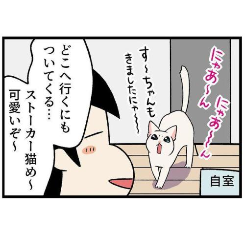 猫 ストーカー 漫画