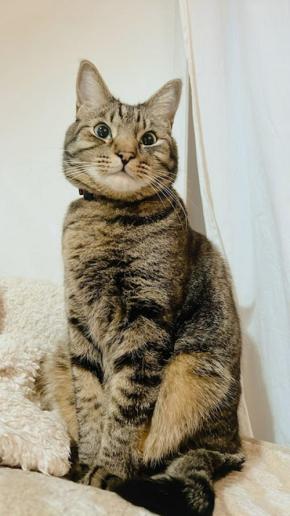 プリンターに興味津々！すっ飛んで逃げる猫くんに1.4万人が爆笑【バズ部】