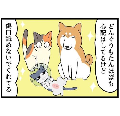 猫 舐めない 漫画