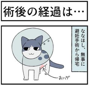 【漫画】第158話：傷があっても余裕？術後も元気に遊ぶニャンコが可愛い♡【ななほしちゃん】