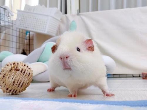 モルモット 遊ぶ