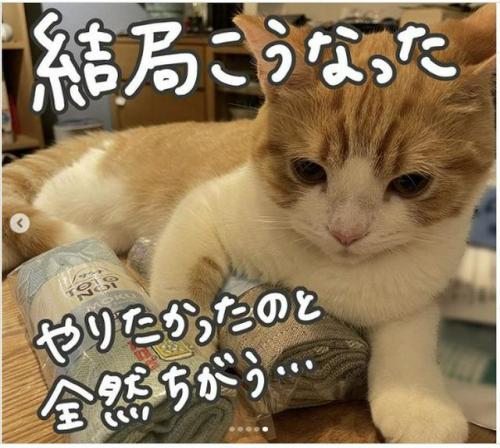 猫 インスタ 漫画