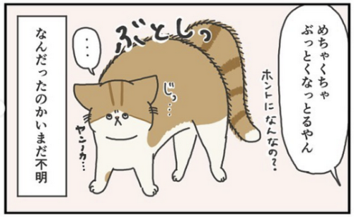 猫 威嚇 漫画