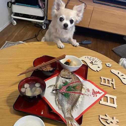 犬　お食い初め祝いを狙う