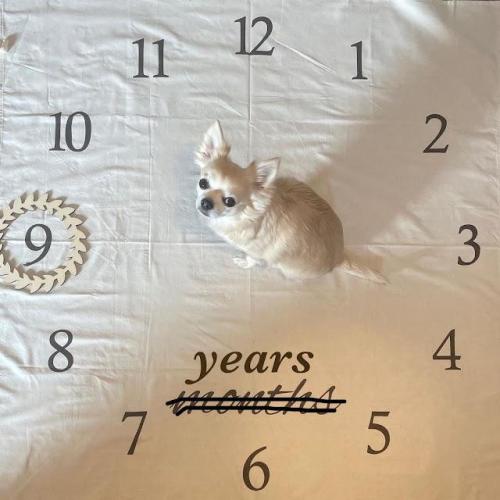 犬　9歳の写真