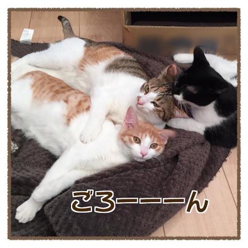 猫 くつろぐ 漫画