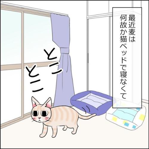 猫　ベッド　漫画