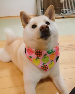 笑っちゃう人続出！空のフード袋に頭がハマっちゃった食いしん坊な柴犬さんが話題【バズ部】