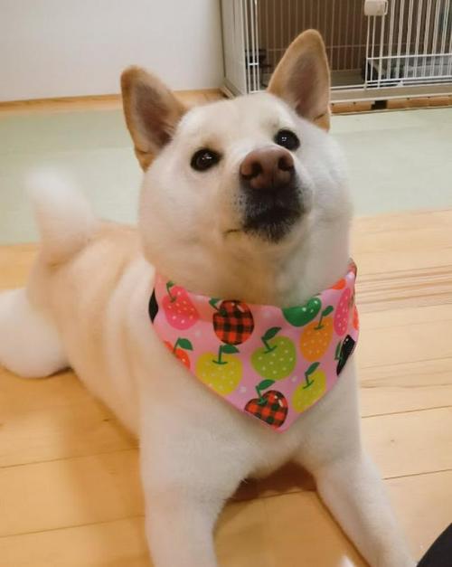 犬 スカーフ