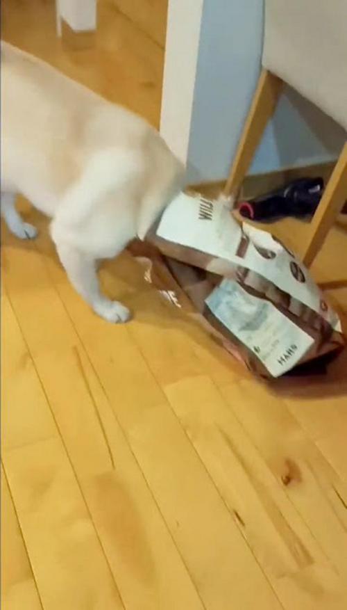 犬 頭 袋
