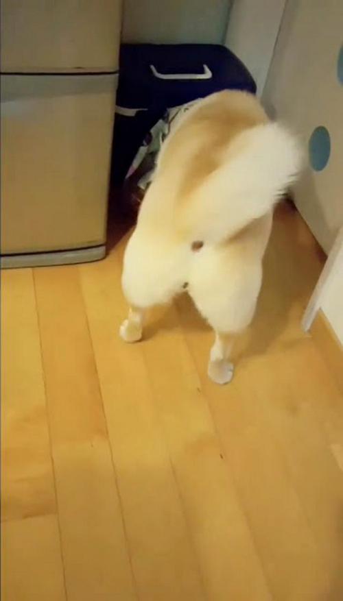 犬 袋 あさる