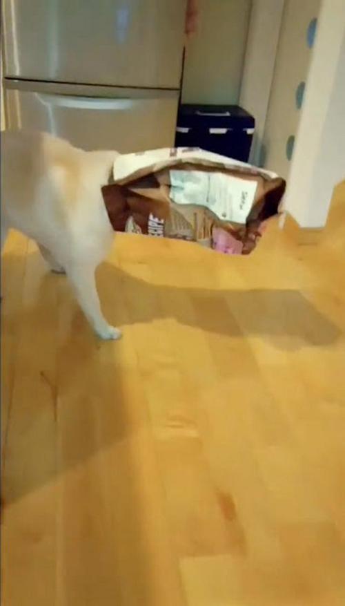 犬 頭 袋