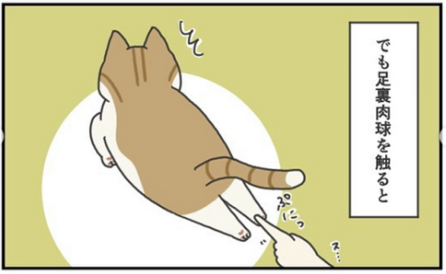 猫 足裏肉球 漫画