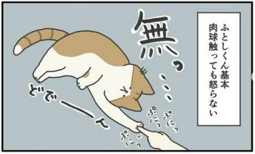 猫 肉球 漫画