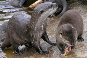 ネパールで絶滅したはずのコツメカワウソが185年ぶりに帰ってきた！【可愛いだけじゃない！意外な力とは!?】