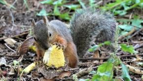 ニホンリスは毒キノコ「ベニテングダケ」を普通に食べられる