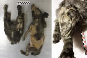 【閲覧注意】永久凍土のミイラは「最古の飼い犬」ではなく「1万4000年前の絶滅オオカミ」だった