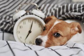 【時間か質か】豪ACTは「飼い主は愛犬と1日3時間過ごす義務」の草案を発表